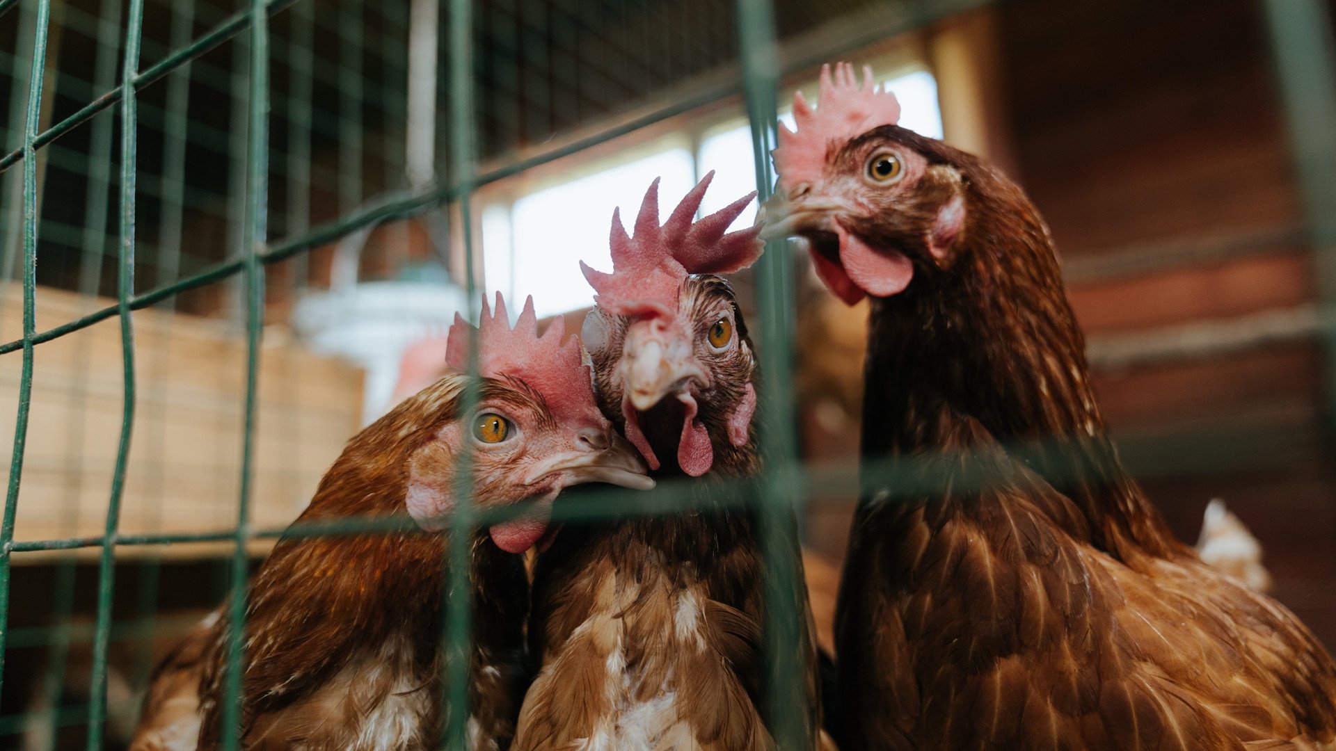 九游-“利用自动判决系统优化攻防策略——规则变革中的战术创新”