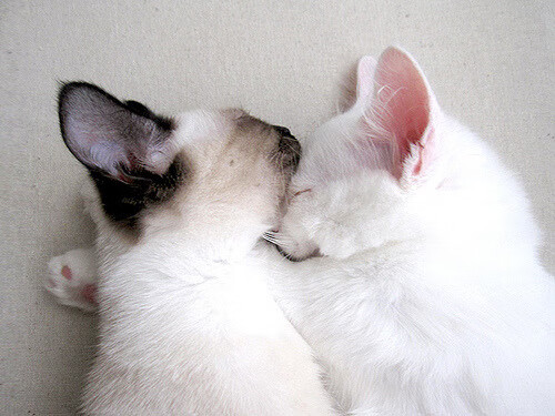 【夺冠秘诀】世界冠军谈比赛中最重要的策略，世界冠军是如何炼成的