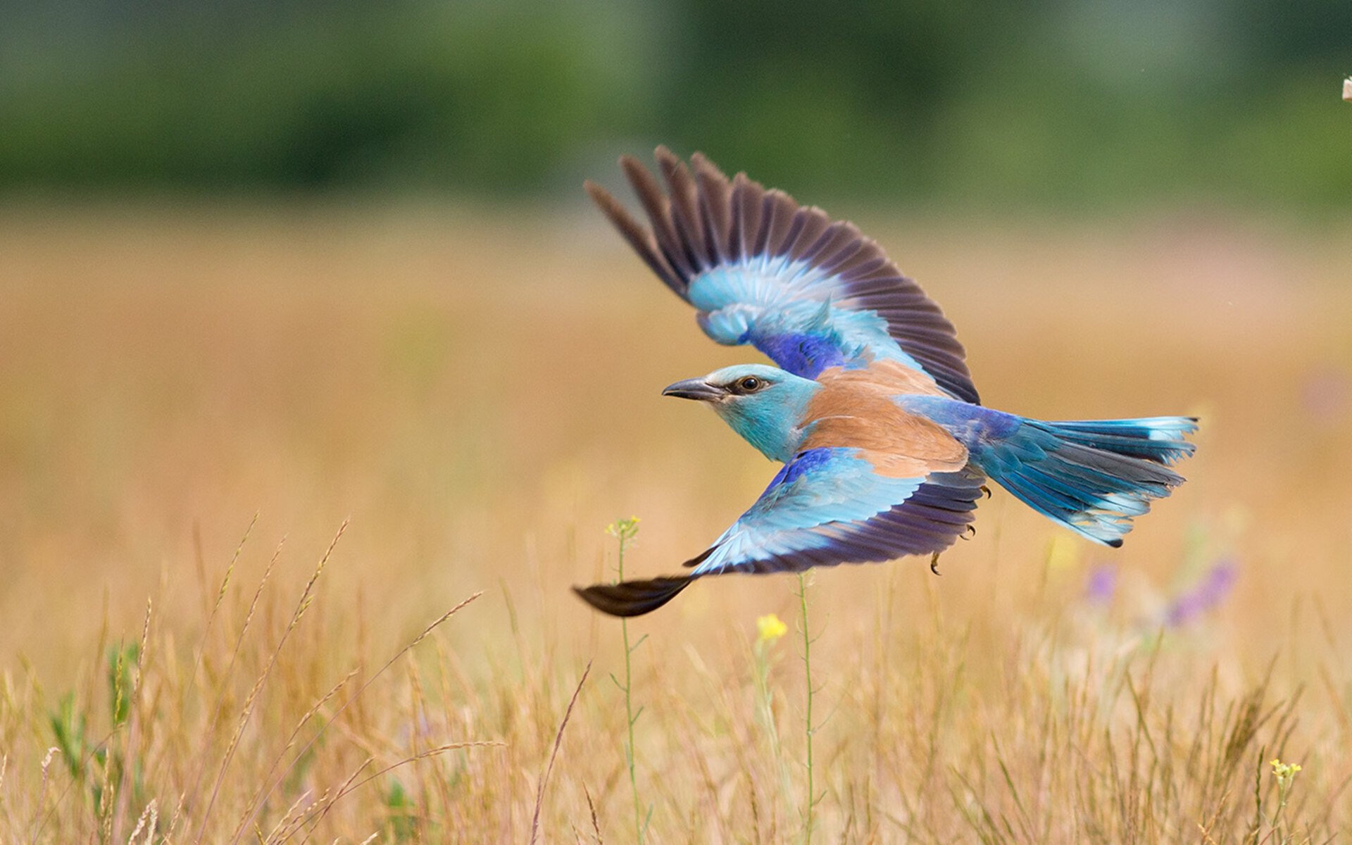 九游app官网下载-【Judge的神级表现】赢得联盟MVP争夺战的关键一役，英雄联盟mvp之歌