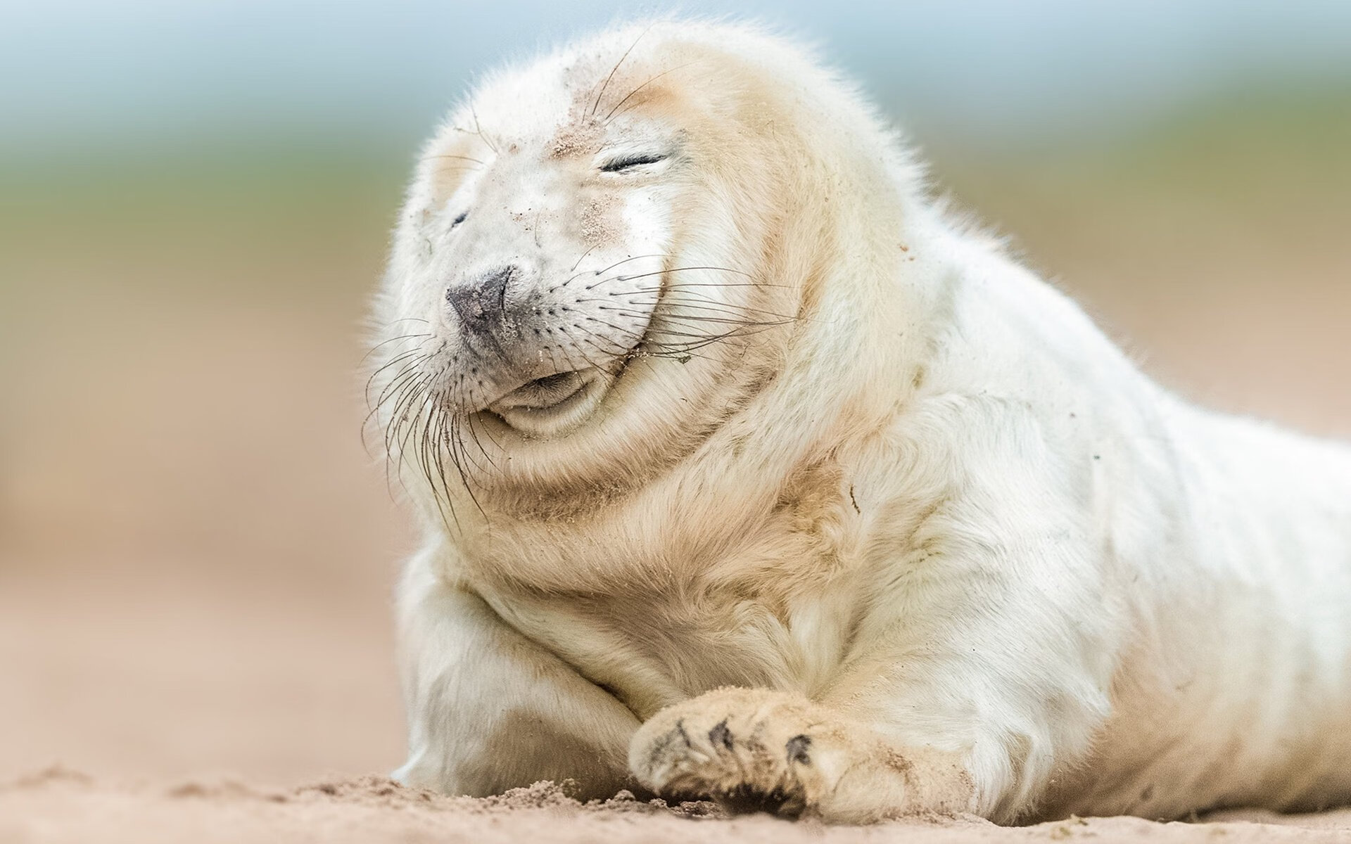 上海申花进攻端火力全开,球队状态回暖,上海申花战绩