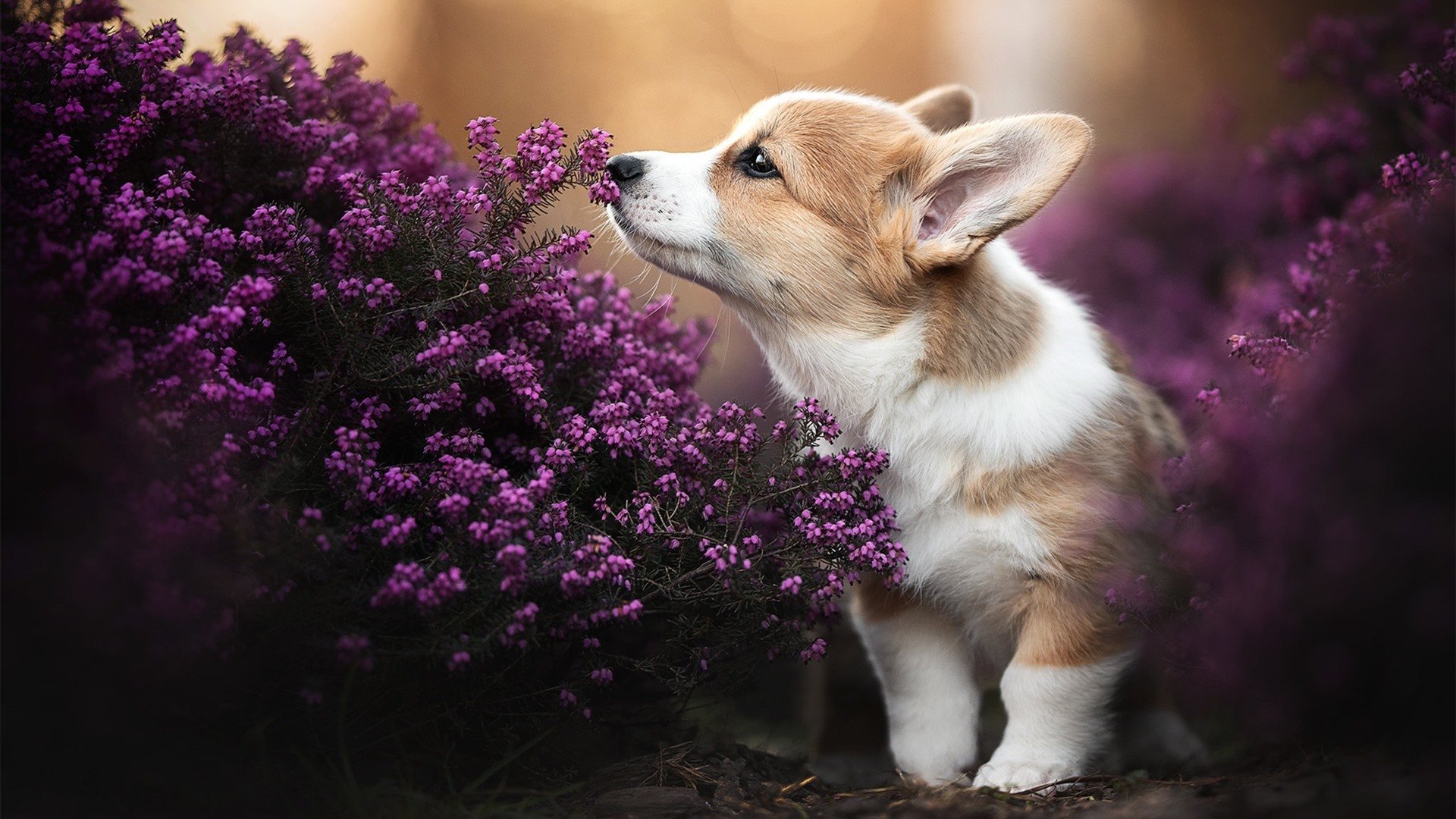 哥伦比亚骑手安德烈亚·瓦尔加斯在2024年巴黎奥运会盛装舞步比赛中取得第20名,表现出色。