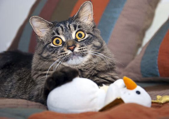 赛事路线规划：巡回赛带来多站精彩对决，巡回赛总决赛直播