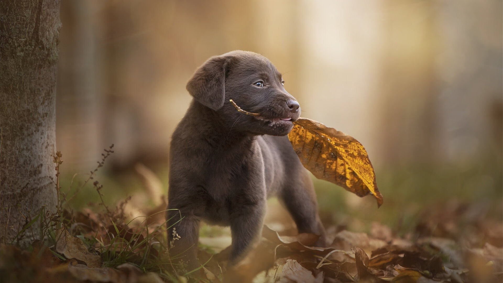 LCS夏季赛赛程公布，lcs夏季赛积分榜