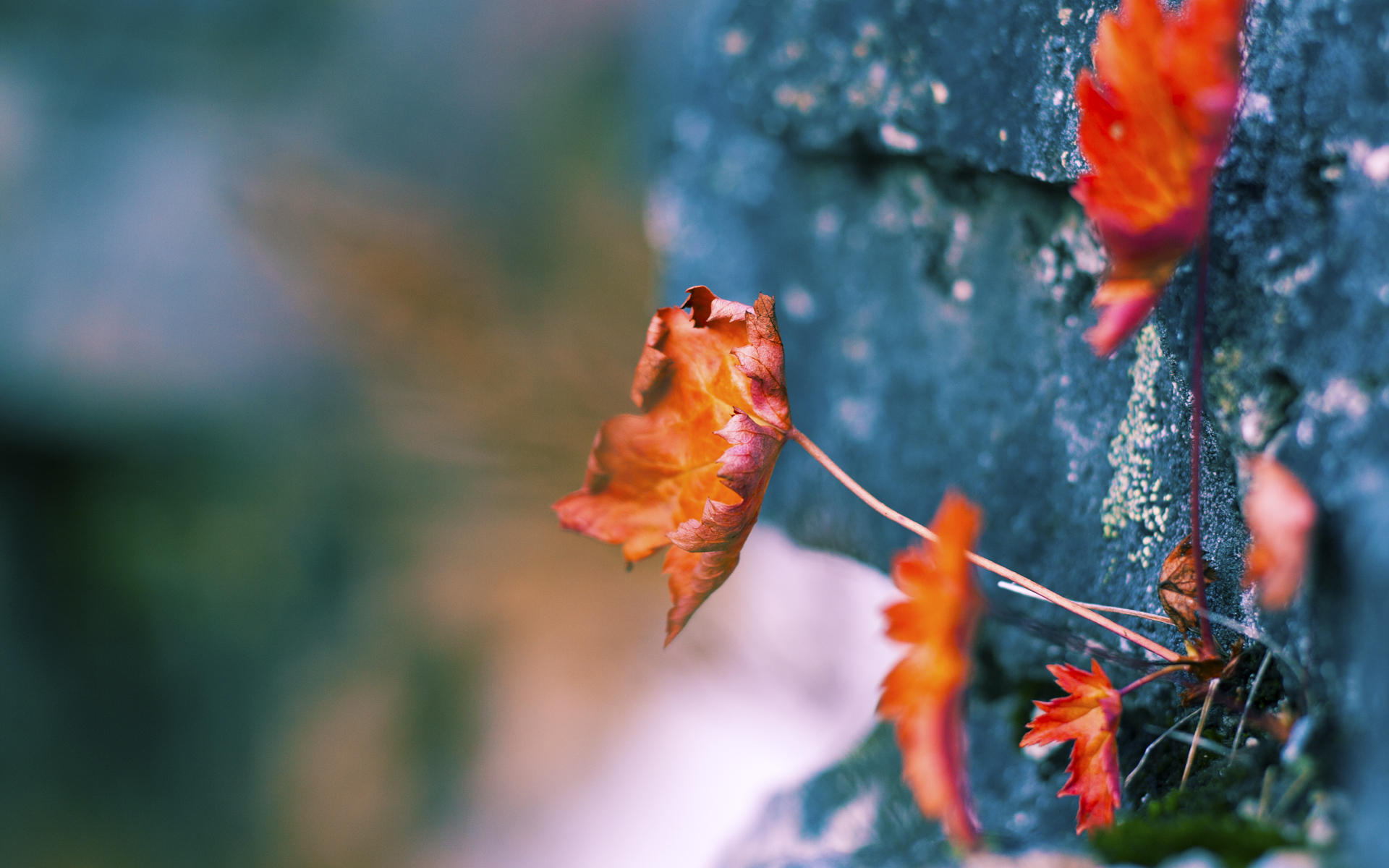 北京北控继续不败,领先优势进一步扩大,北控新消息