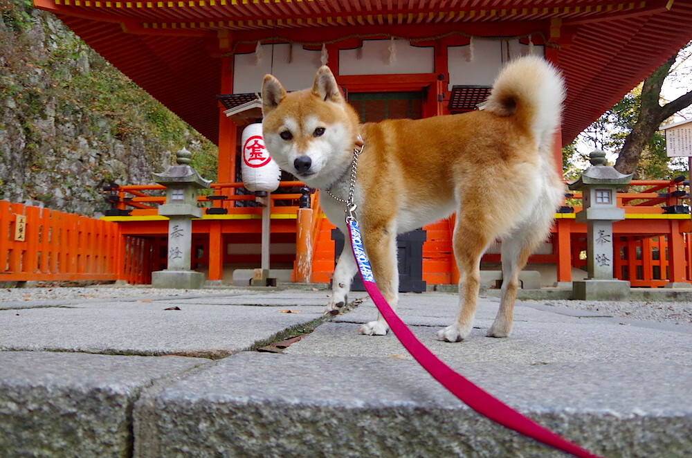 曼城主帅遇伤病困扰,球队状态蒙阴云,曼城现在主帅