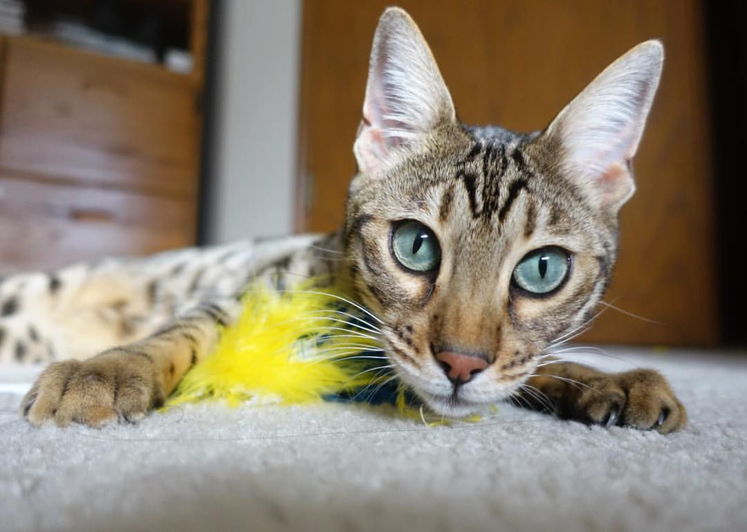 九游官网pc-足球少女挥汗拼搏，国脚誓要夺魁，足球少女演员