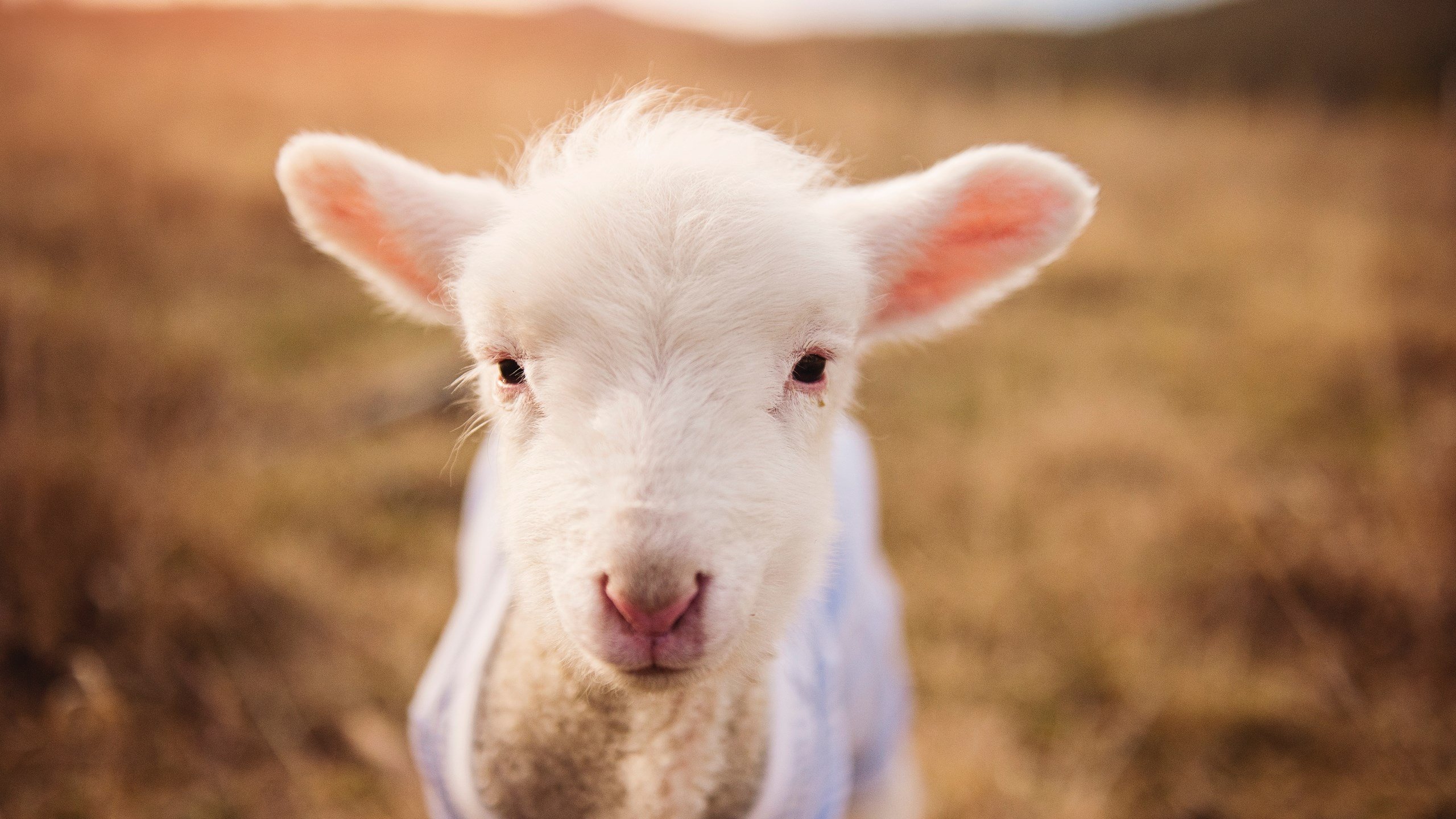 未来赛事:会引起全球关注的创新赛事方案,中国未来重大赛事