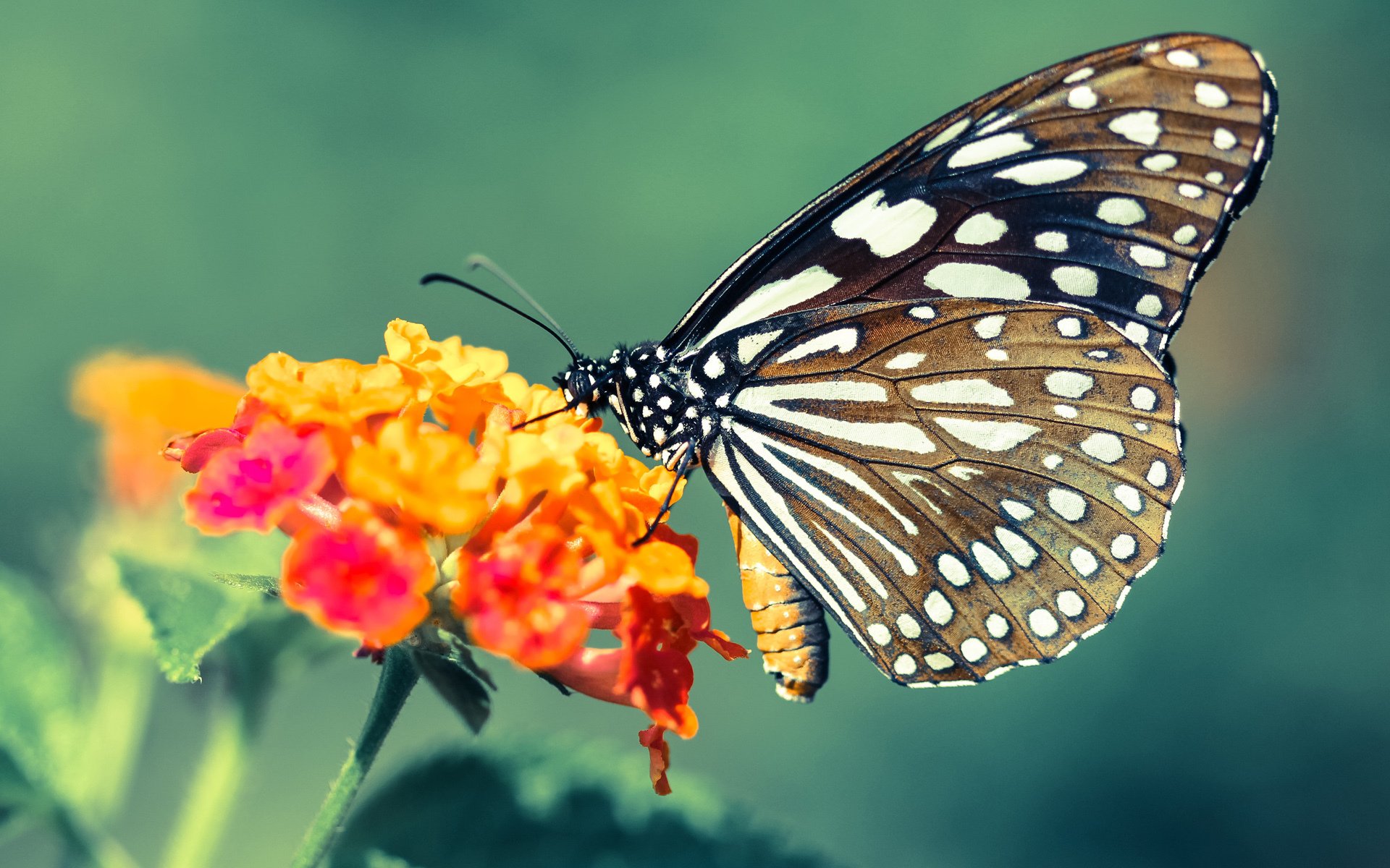 九游下载安装-“武术精英汇聚高新体育中心，冠军之争即将上演”