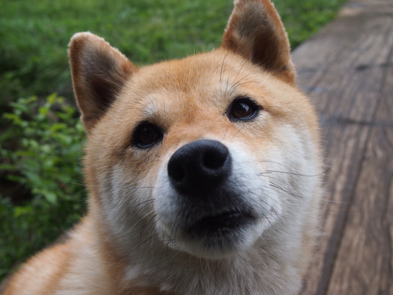 九游网页版入口-中国女篮新援融入迅速 球队战斗力增强，中国女篮阵容