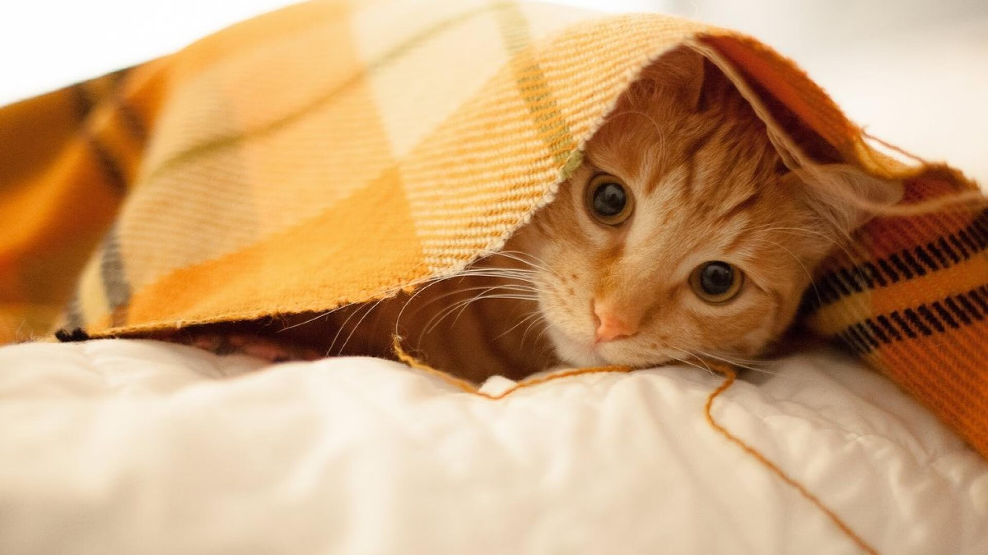 拉齐奥注重控球提升场上统治力,在拉齐奥效力过的所有球员