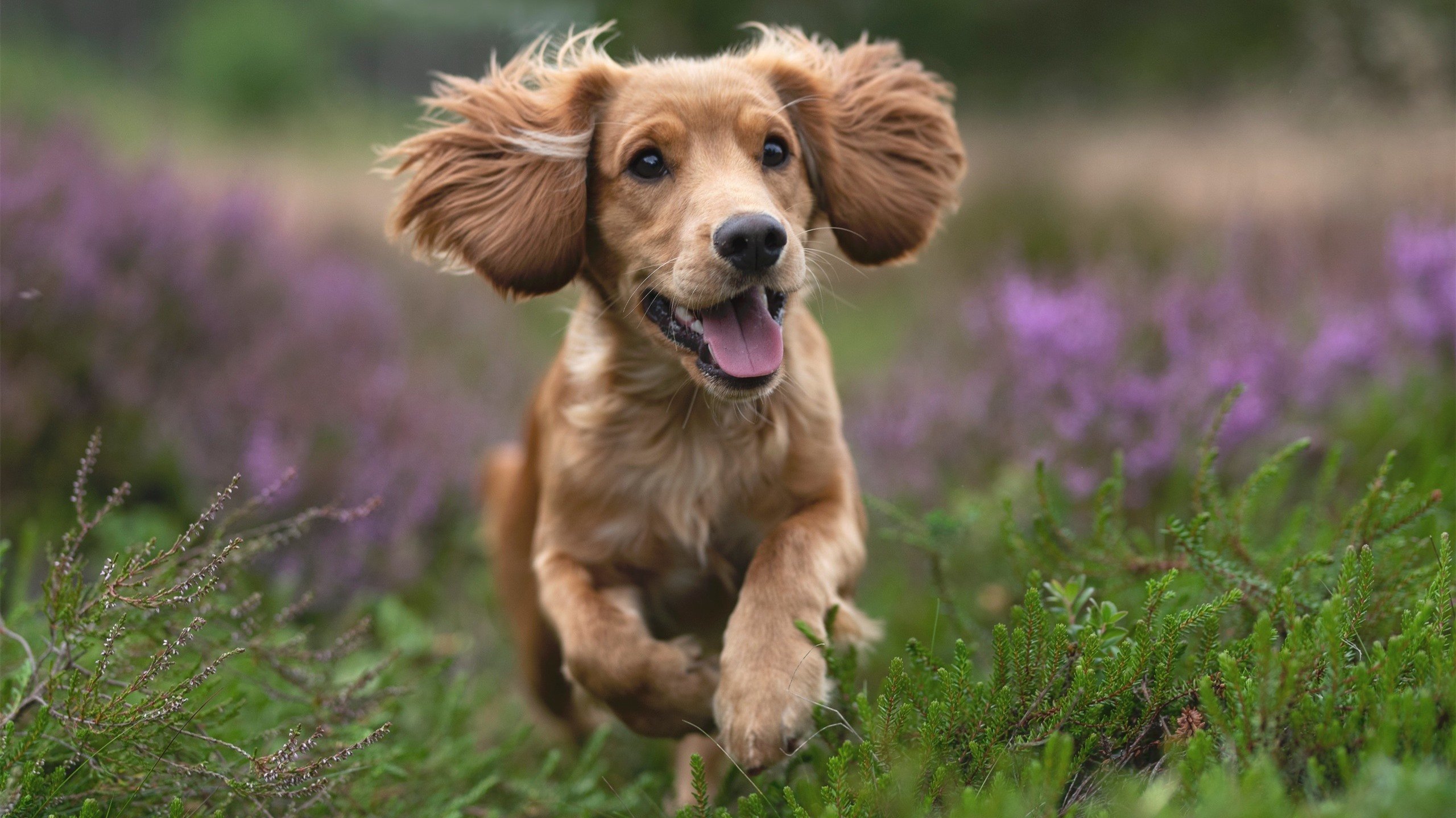 运动员情绪波动监测系统投入实训平台,竞赛过程中运动员情绪体验条件有哪些