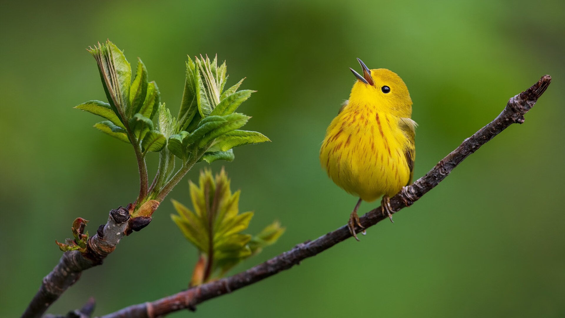 九游游戏中心官网-南非橄榄球赛事成为国际品牌营销的新平台，南非 橄榄球