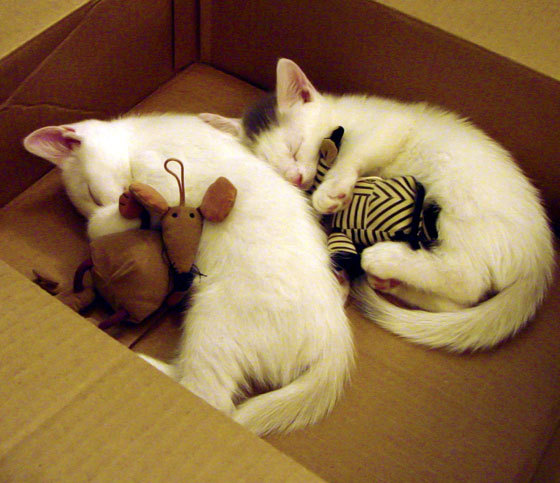 凯琳·科贝特突破极限实现自我超越，凯特琳科比