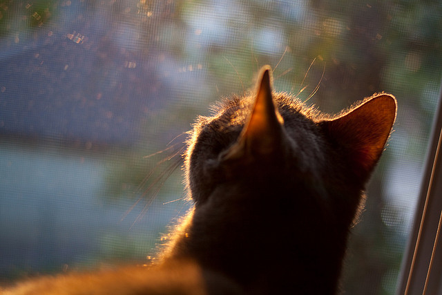 九游游戏中心-尼尔·巴特尔在橄榄球赛场上的稳定表现，提升袋鼠队整体实力，巴特尔防奥尼尔