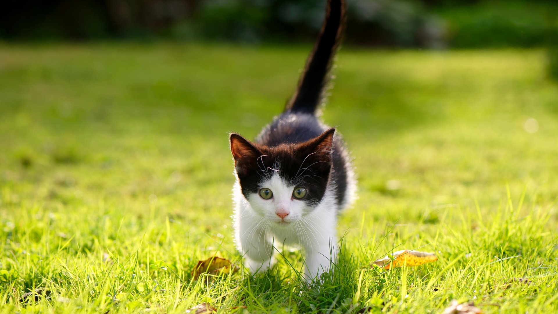 德甲攻防大战:节奏快、精彩不断!,德甲对抗