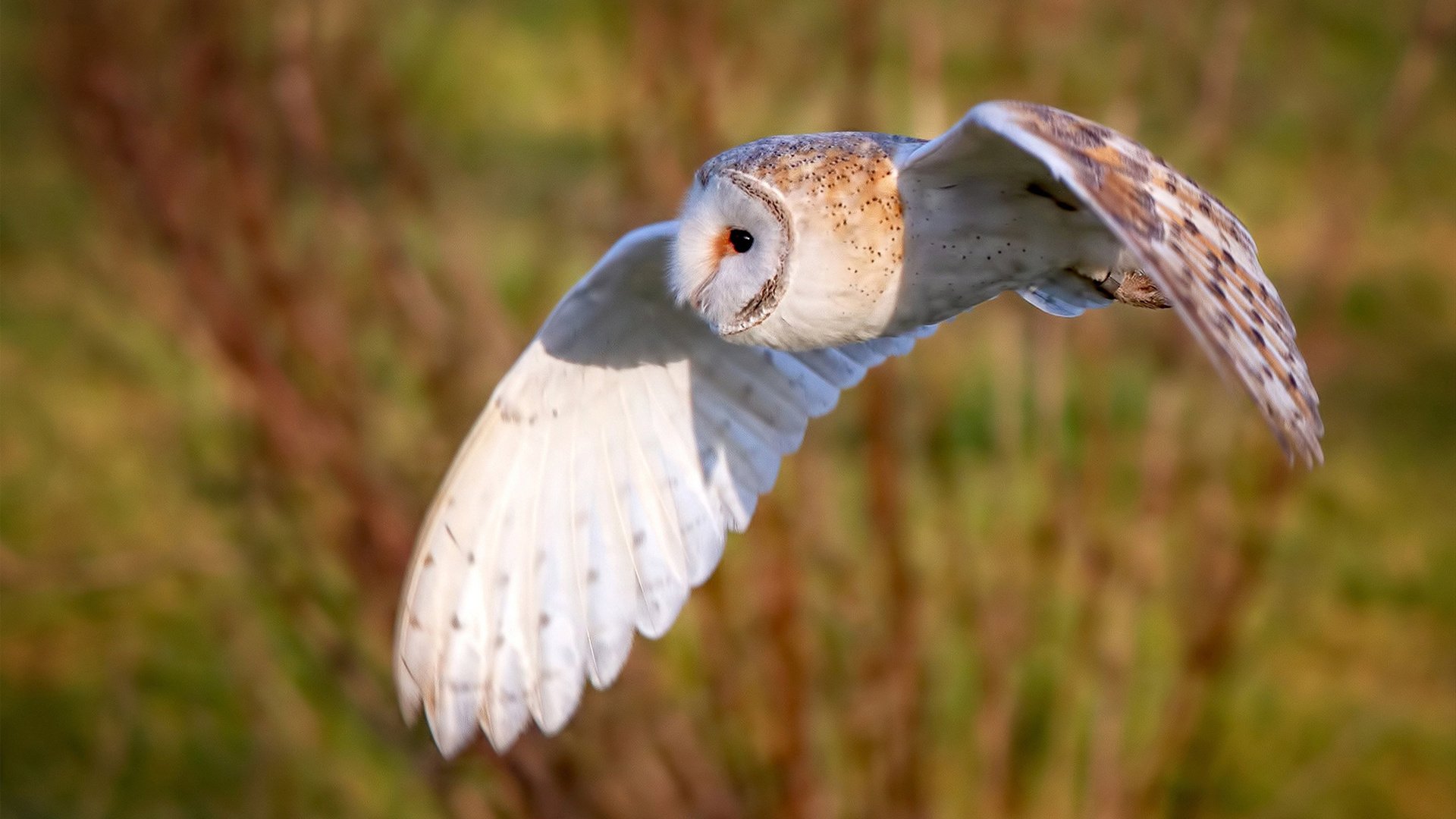 拉恩:全黑队外线的“闪电手”,每一次突破都为队友提供宝贵机会
