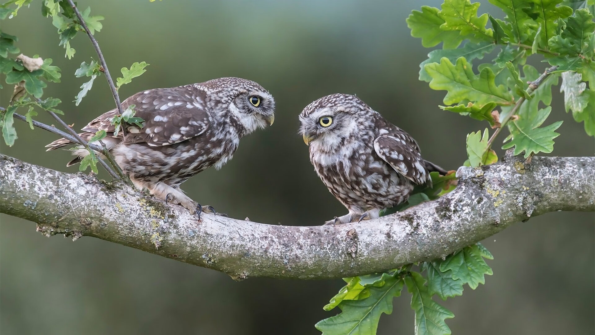 法甲攻城略地:团体合作绽放精彩!